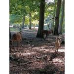 Wildpark_2c_18.jpg